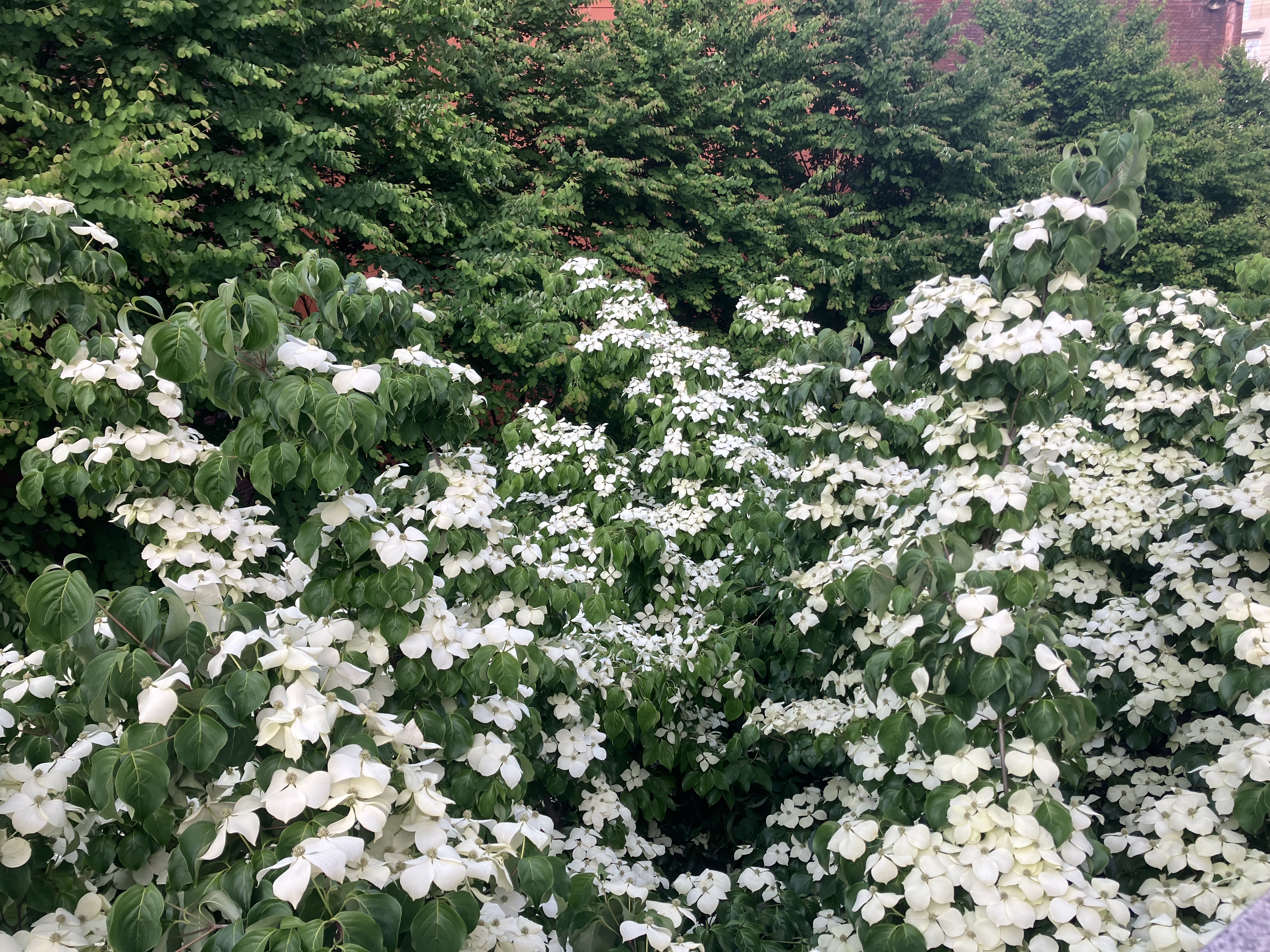 산딸나무